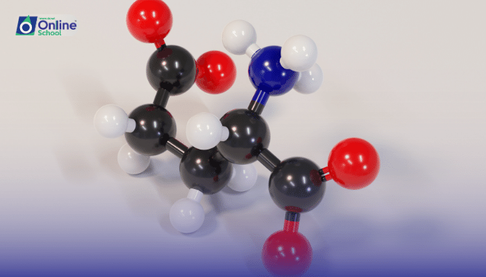 Lesson 14: The Significance of the Sequence of Amino Acids